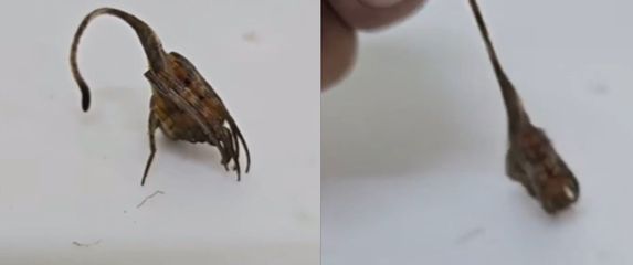 Pauk koji izgleda kao list