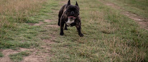 Francuski buldog, ilustracija