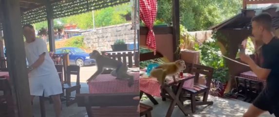 Majmun koji napada goste restorana