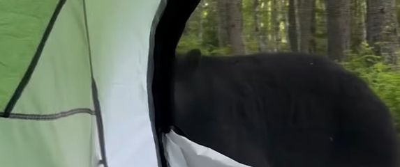 Medvjed ispred šatora