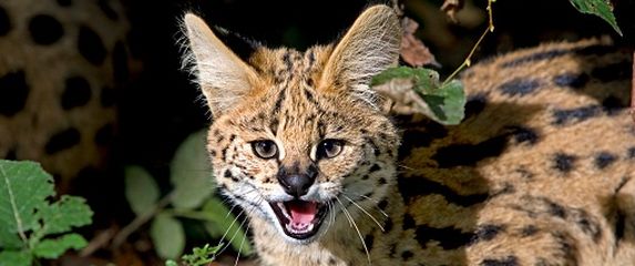 Serval, ilustracija