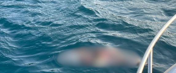 Uginuo dupin na jugu