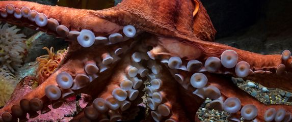 Velika pacifička hobotnica