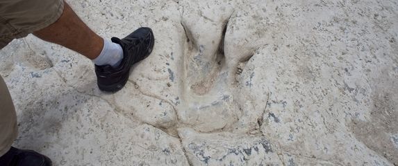 Tragovi dinosaura, ilustracija