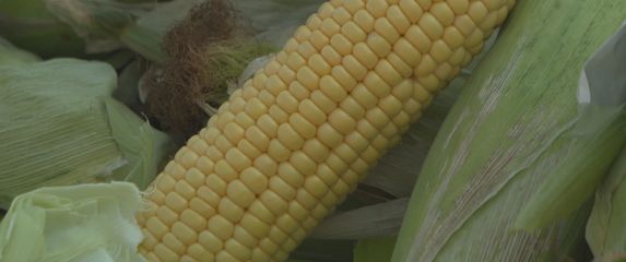 Kukuruz postao luksuz
