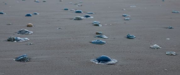 Meduze na plaži kod nuklearne elektrane Gravelines