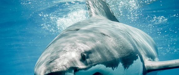 Morski pas, ilustracija