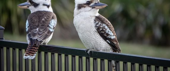 Kukubara (Kookaburra)