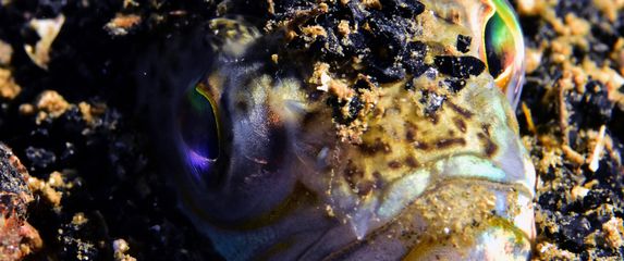 Ribe - Pauk žutac i bijelac - 1