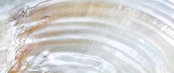 Unutrašnjost školjke, ilustracija