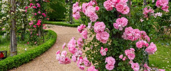 Ruže bez trnja simbol su Velike Gospe