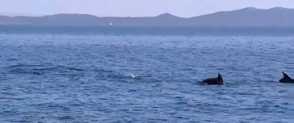 Pronađen mrtvi dupin kod Splita - 1