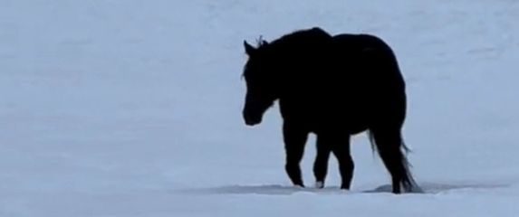 Crni konj u polju punom snijega