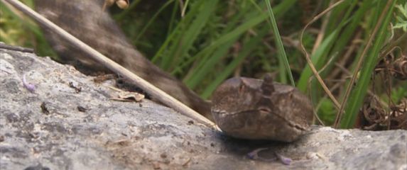 Poskok - 3
