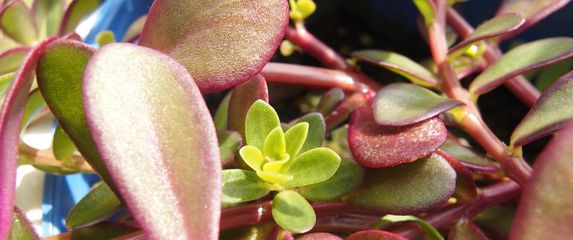 Tušt ili portulak - 6