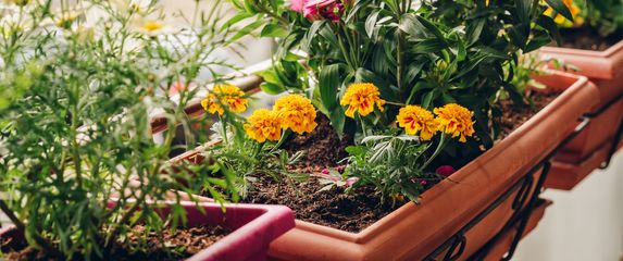 Uz ove savjete vaše će biljke prodisati