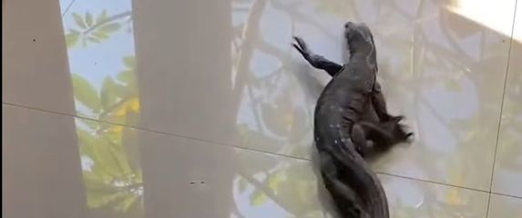 Gušter na pločicama