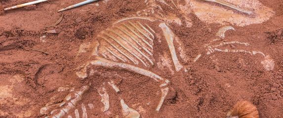 Dinosaur, ilustracija