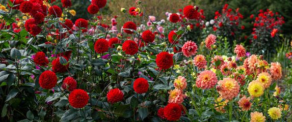 Dalije su među cvijećem koje vole kasno ljeto