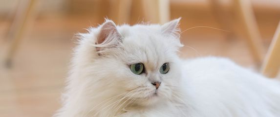 Neke mačke osvajaju svojom ljepotom i slatkoćom