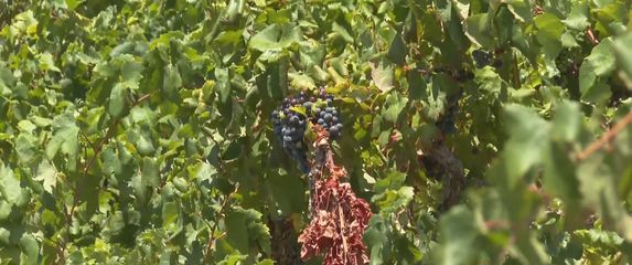 Dobra godina za Dingač