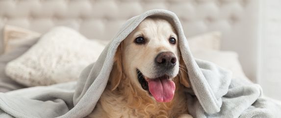 26. kolovoza obilježavamo Međunarodni dan pasa