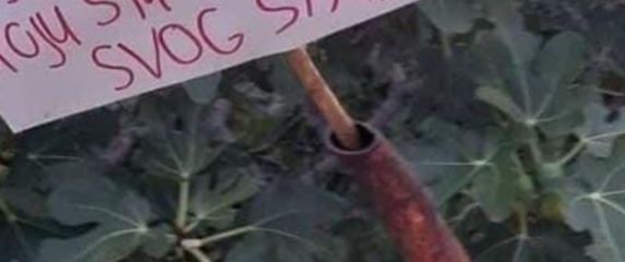 Natpis ispred smokve u Dalmaciji