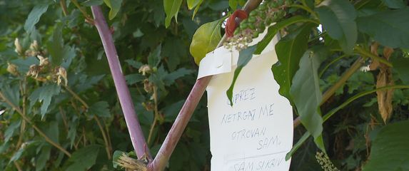 Opasne bobice uz potok - 3