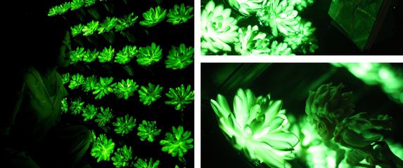 Svjetleće biljke