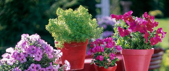 U posudi odgovarajuće veličine biljke će biti sretnije nego ikad