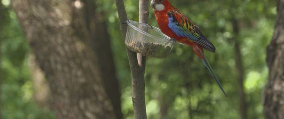 Egzotična papiga u Puli