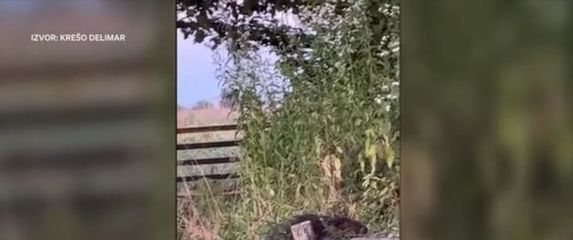 Problemi s dabrovima - 3