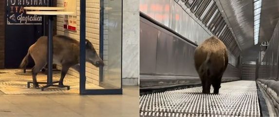 Divlja svinja u metrou