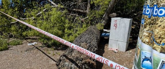 Stablo se srušilo na plažu - 5