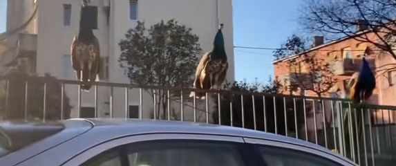Paunovi u Splitu