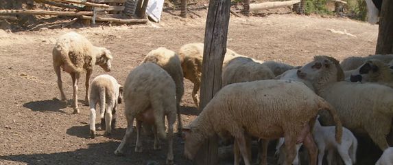 Suša u Slavoniji - 3