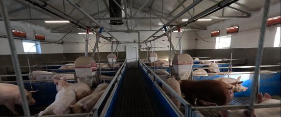 Završena je preventivna eutanazija svinja