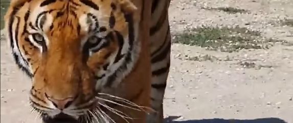 Tigar