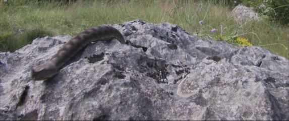 Poskok ugrizao dječaka