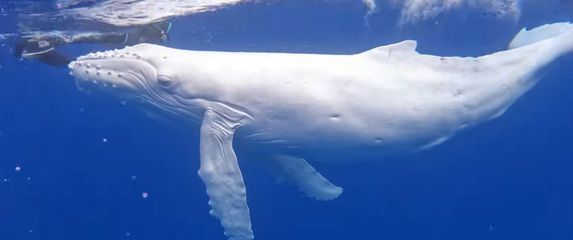 Albino kit