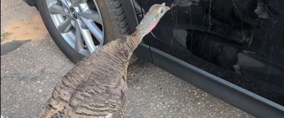 Purica grebe auto