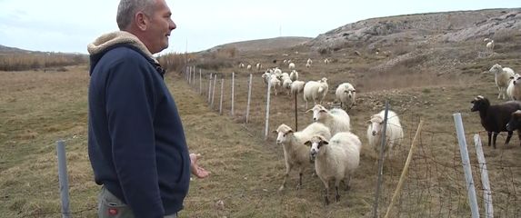 Čagljevi ugrozili paško ovčarstvo (Foto: Dnevnik.hr) - 4
