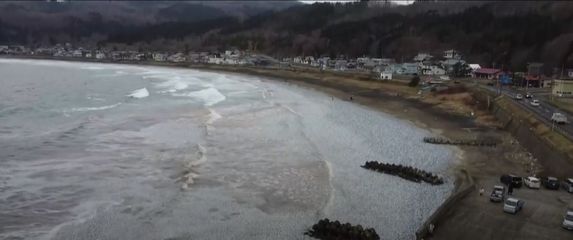 Masovan pomor ribe u Japanu