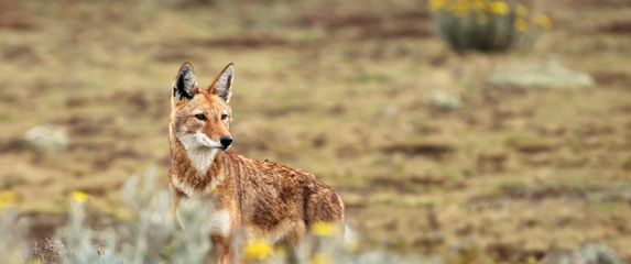 Etiopski crveni vuk