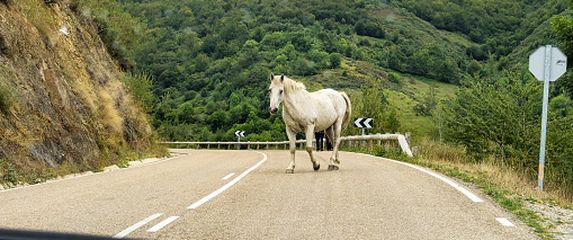 Konj na cesti, ilustracija