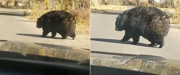 Punašni medvjed kako prelazi cestu