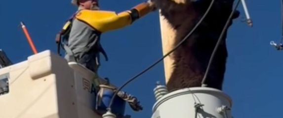 Obračun s medvjedom