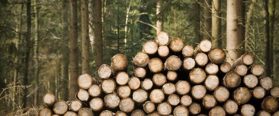 Krčenje šume, ilustracija