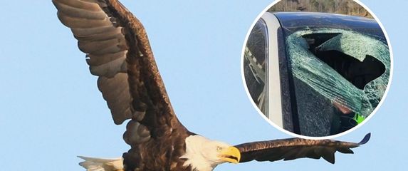 Bjeloglavi orao i šteta na automobilu