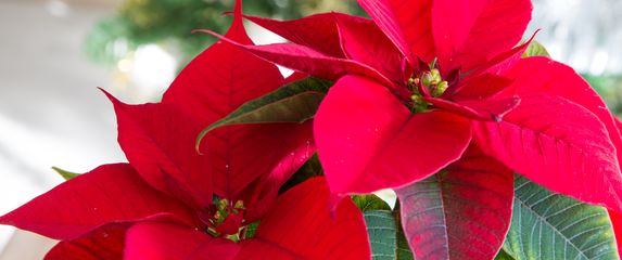 Kako se piše: Božićna zvijezda ili božićna zvijezda